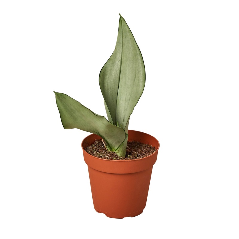 Snake Plant Moonshine – 4 Pot – NURSERY POT ONLY