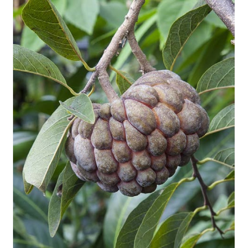 Sugar Apple Thai Green (Annona squamosa)