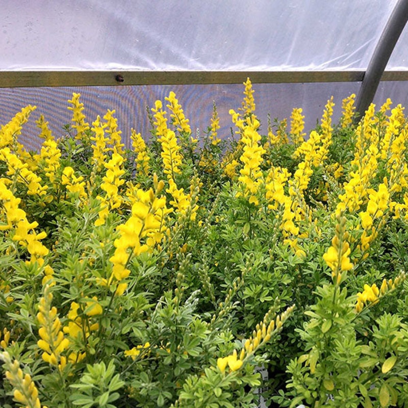 Sweet Broom (Genista stenopetala)