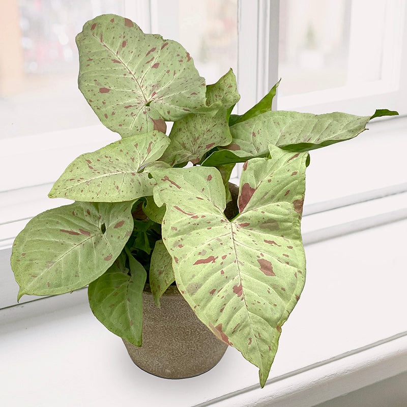 Syngonium Milk Confetti (Syngonium podophyllum)