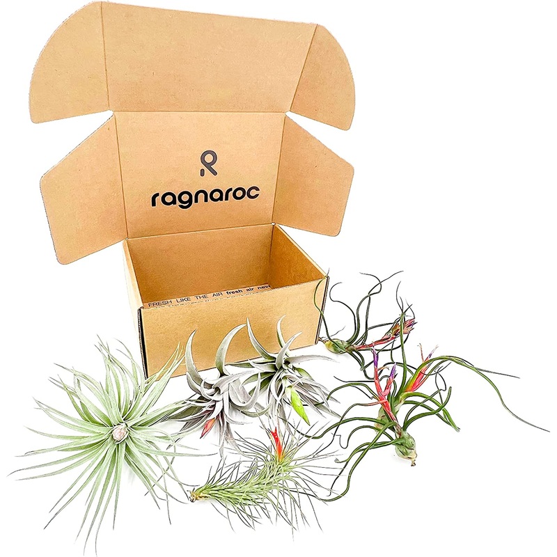 Venner Gift Box Large – 7 count