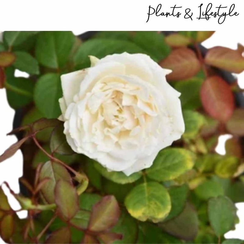 White Rose Plant