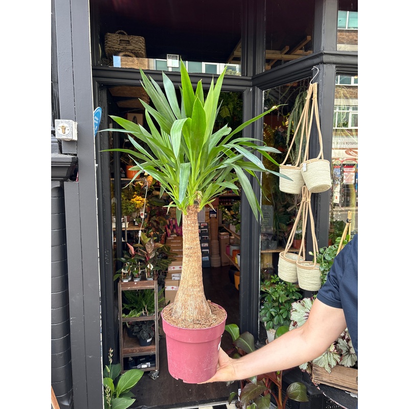 Yucca Elephantipes Maya Tree | 23cm pot