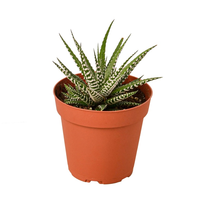 Zebra Succulent – 4 Pot – NURSERY POT ONLY