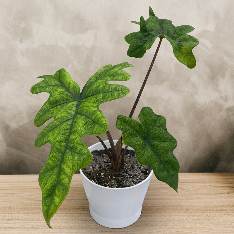 Alocasia Jacklyn (Alocasia sulawesi)
