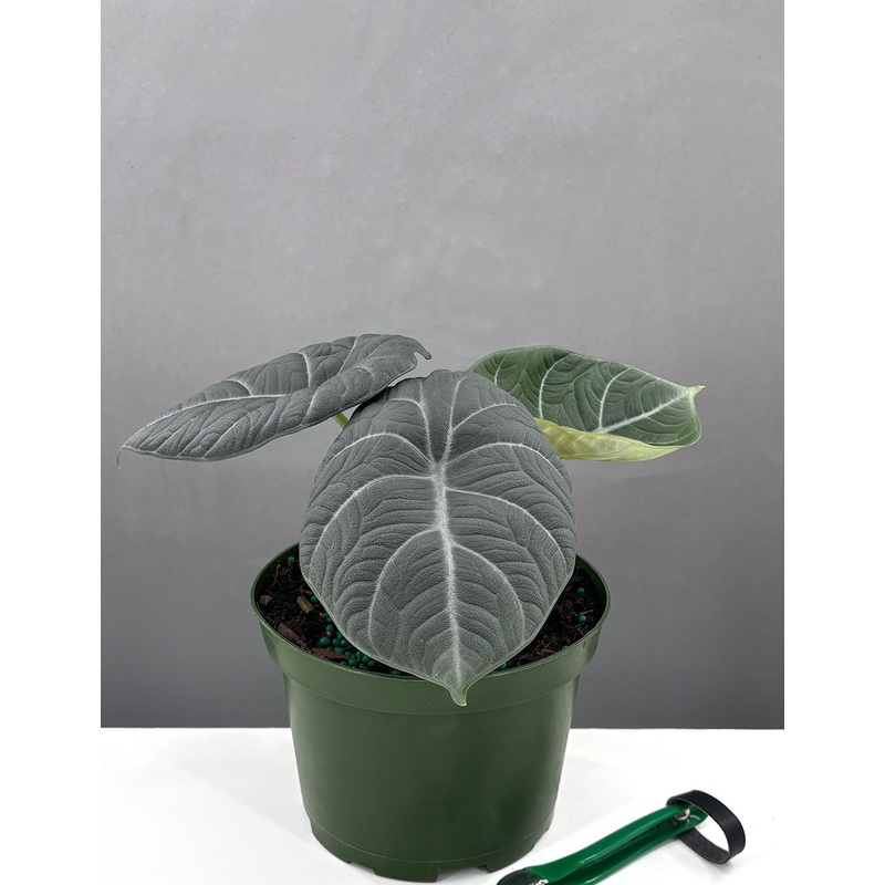 Alocasia Maharani|6″ Pot