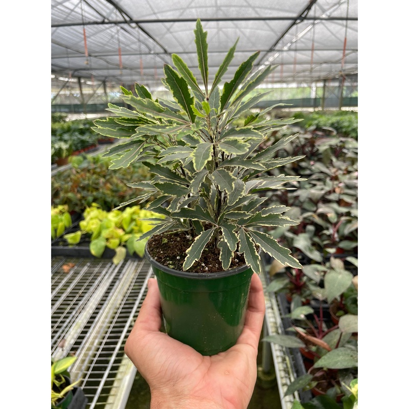 Aralia Bianca|3″ Pot|4″ Pot|6″ Pot