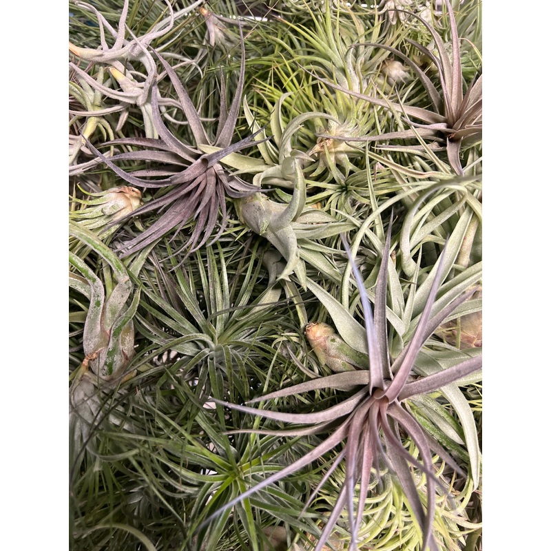 Assorted Tillandsia