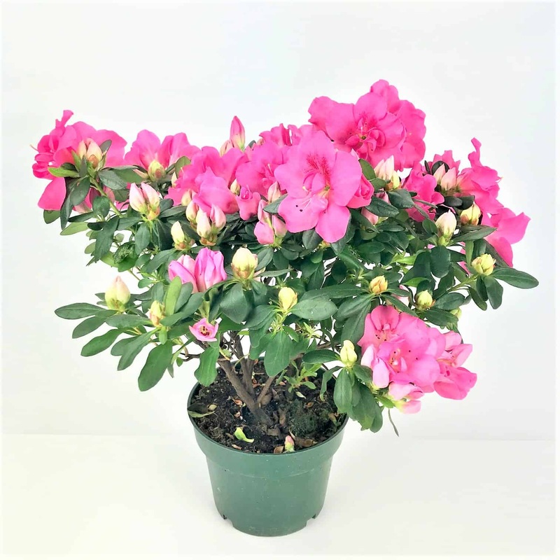 Azalea Southern Charm 5 Gallon Plant Rhododendrons Flower Rhododendron Outdoor L