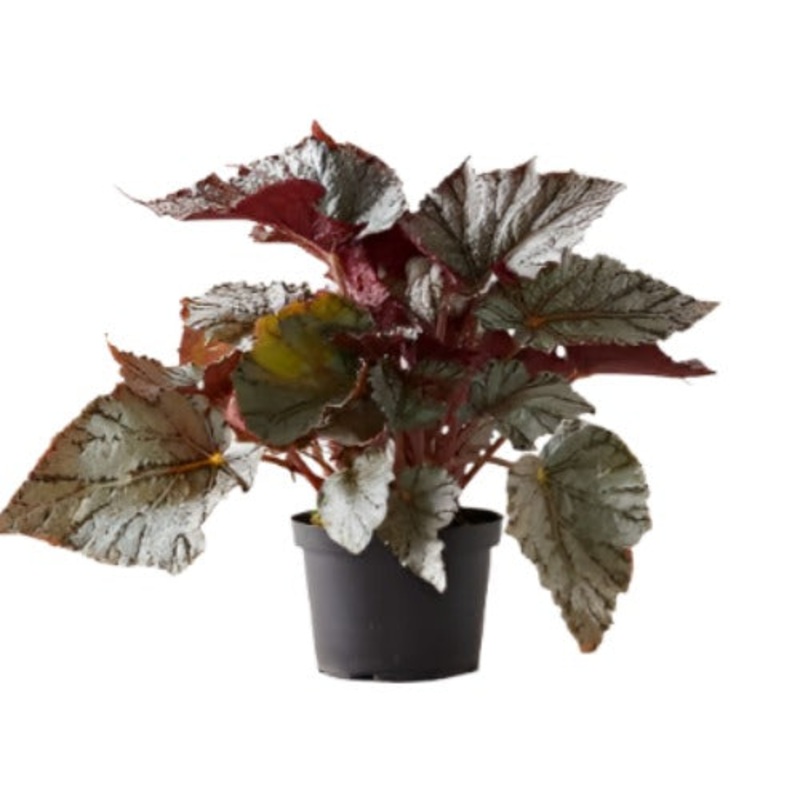 Begonia Rex 6Inches Plant Painted Leaf Begonia Red Pot Premium Rare Live Plant