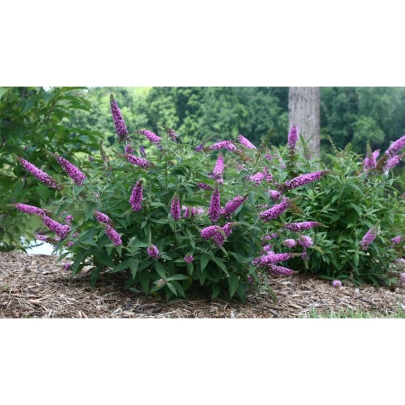 Butterfly Bush Lo & Behold Pink Micro Chip PPAF (Buddleia hybrid)