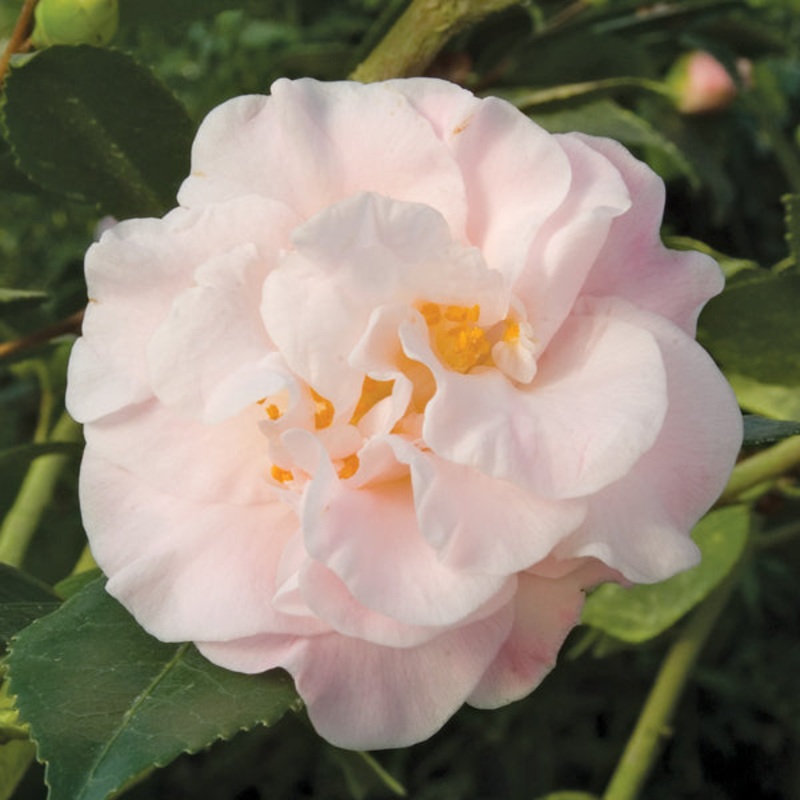 Camellia High Fragrance (Camellia lutchuensis hybrid)