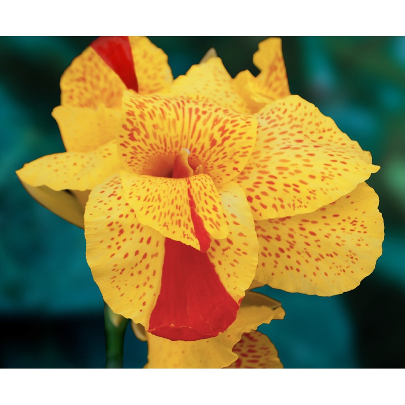 Canna Cleopatra (Canna hybrid)