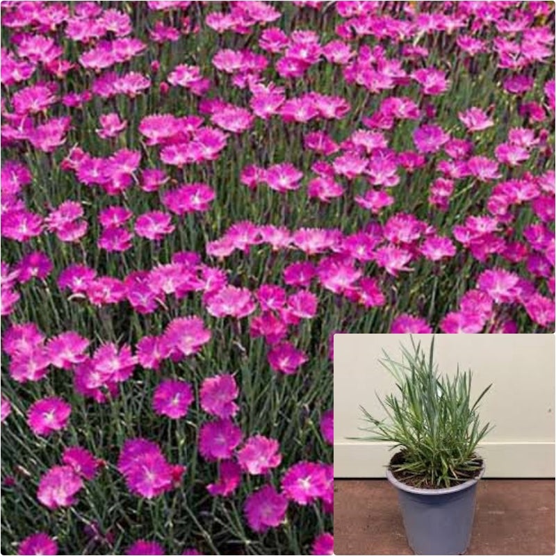 Dianthus Passion Plant 4inches Plants Carnation Caryophyllus Rock Cheddar Pink Sclove Flower Live Plant Ht7