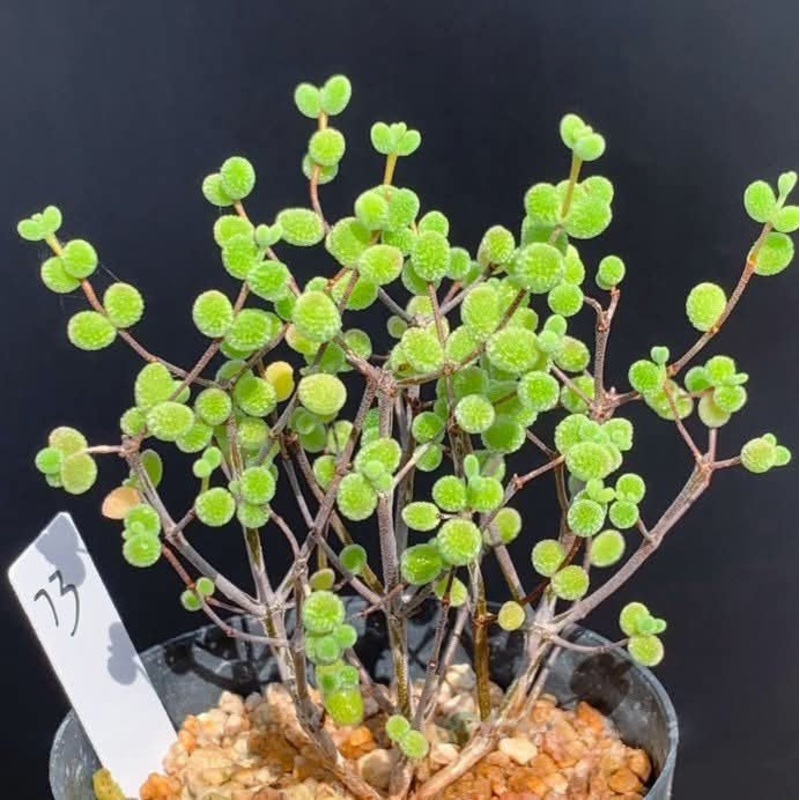 Drosanthemum Cluster