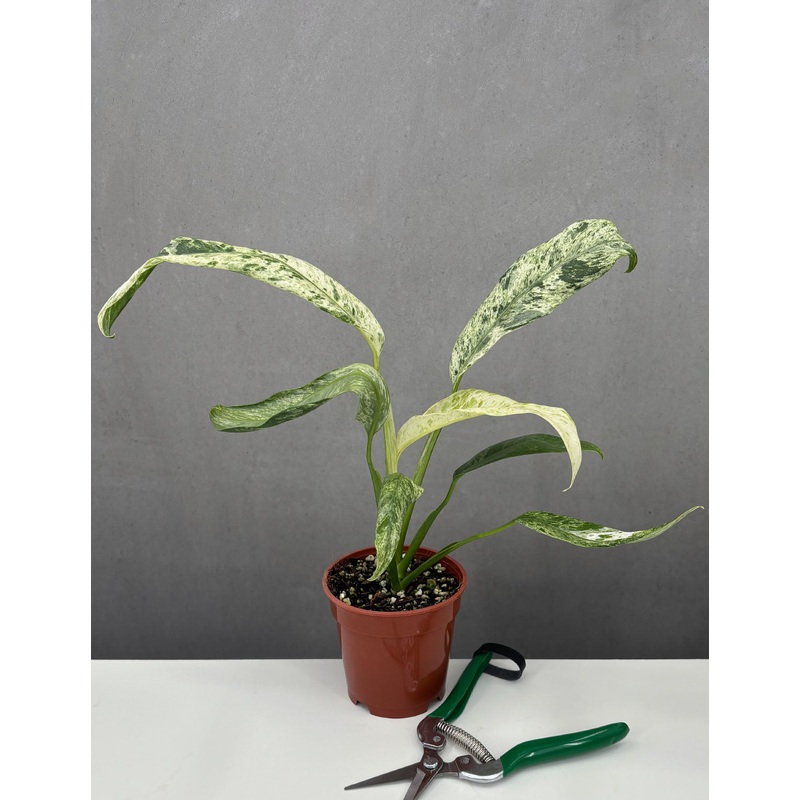 Epipremnum Giganteum Marble|4″ Pot