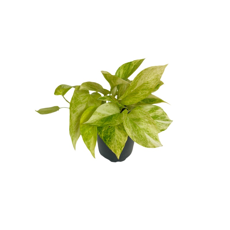 Epipremnum ‘Neon Queen’ Pothos 4