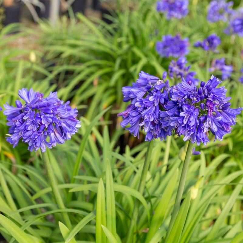 Ever Midnight Agapanthus|2.5 Quart|1.5 Gallon