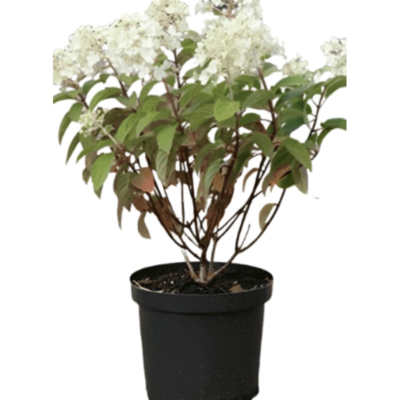 Hydrangea Bobo 1 Gallon Plant White Panicle Live Plant Outdoor Shrub