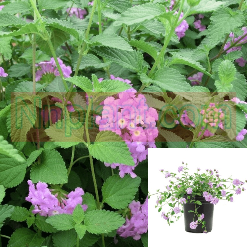 Lantana Sellowiana Lavender 1 Gallon Trailing Plant Montevidensis Pot A