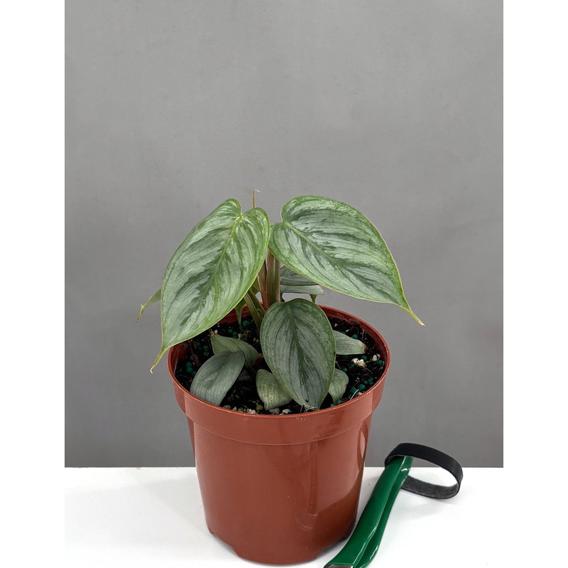 Philodendron Sodiroi|4″ Pot