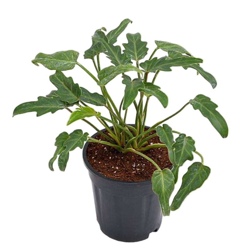 Philodendron Xanadu 1 Gallon Plant Thaumatophyllum Xanadu Plant Houseplant Live Plant Ht7