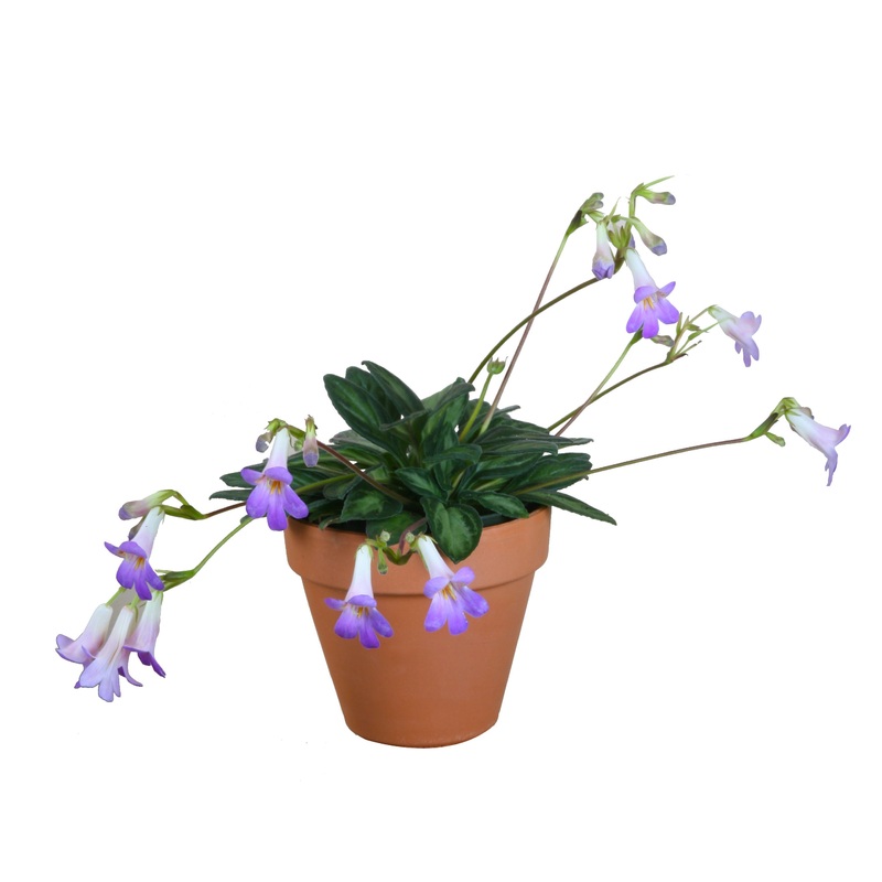 Primulina Piccolo (Primulina hybrid)