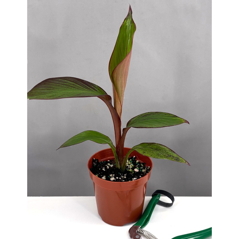 Red Banana|4″ Pot