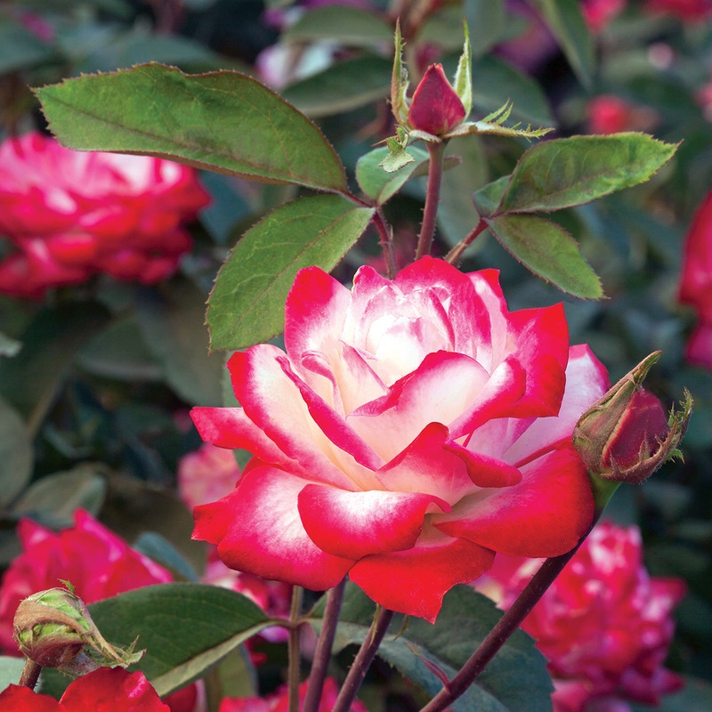 Rose Candy Cane Cocktail PP (Rosa hybrid)