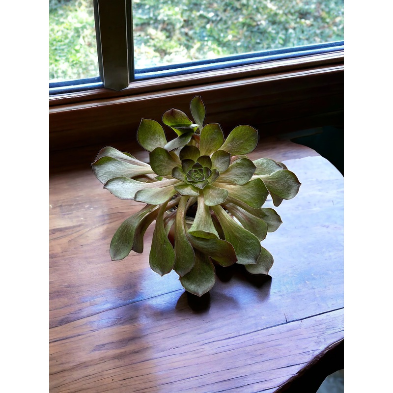 Semponium Vortex|4″ Pot