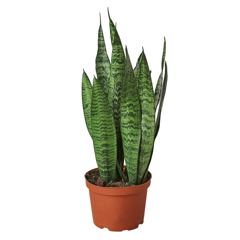 Snake Plant ‘Zeylanica’ – 6 Pot – NURSERY POT ONLY