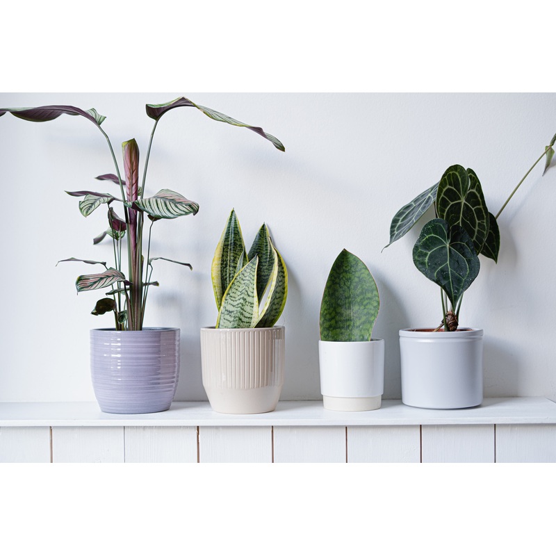 ‘Surprise Me’ Bundle|Small|Medium|Large