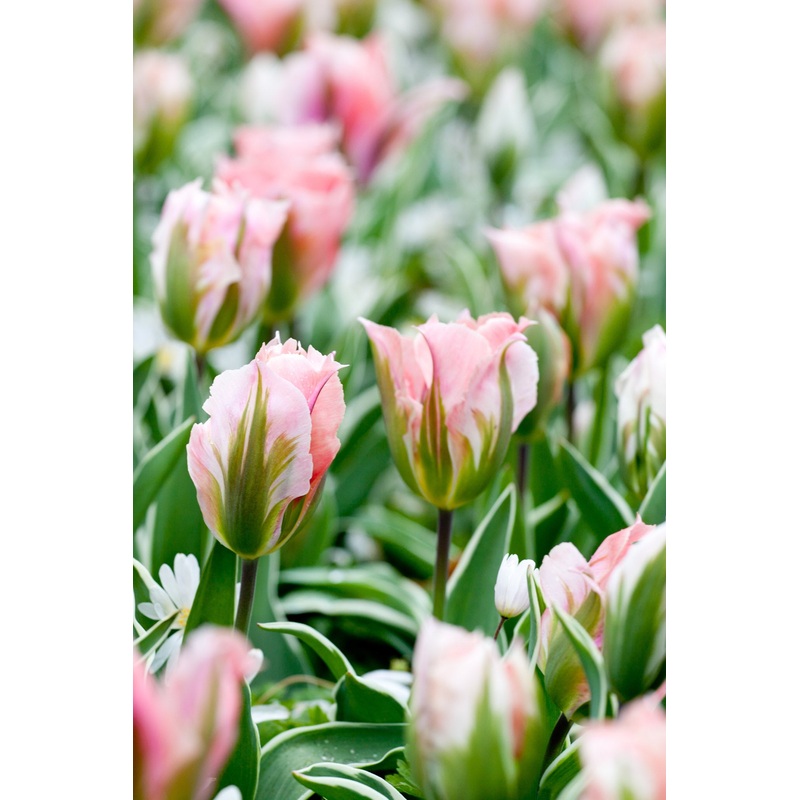 Tulip China Town|10 Bulbs – (1.05 per bulb)|30 Bulbs – (0.95 per bulb)|50 Bulbs – (0.85 per bulb)