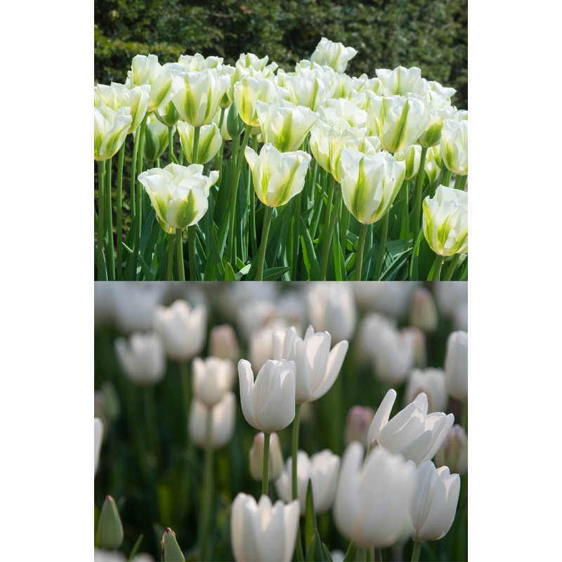 Tulip Fresh Collection|1 x Collection – (40 Bulbs)|2 x Collections – (80 Bulbs)|3 x Collections – (120 Bulbs)