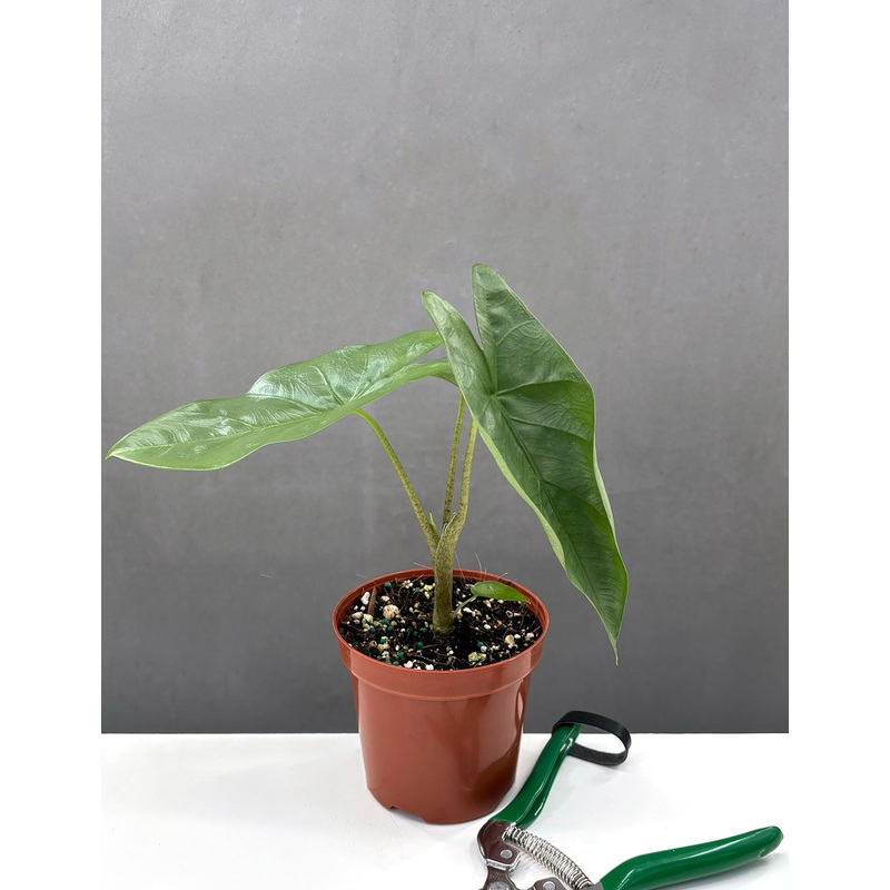 Alocasia Corazon|4″ Pot