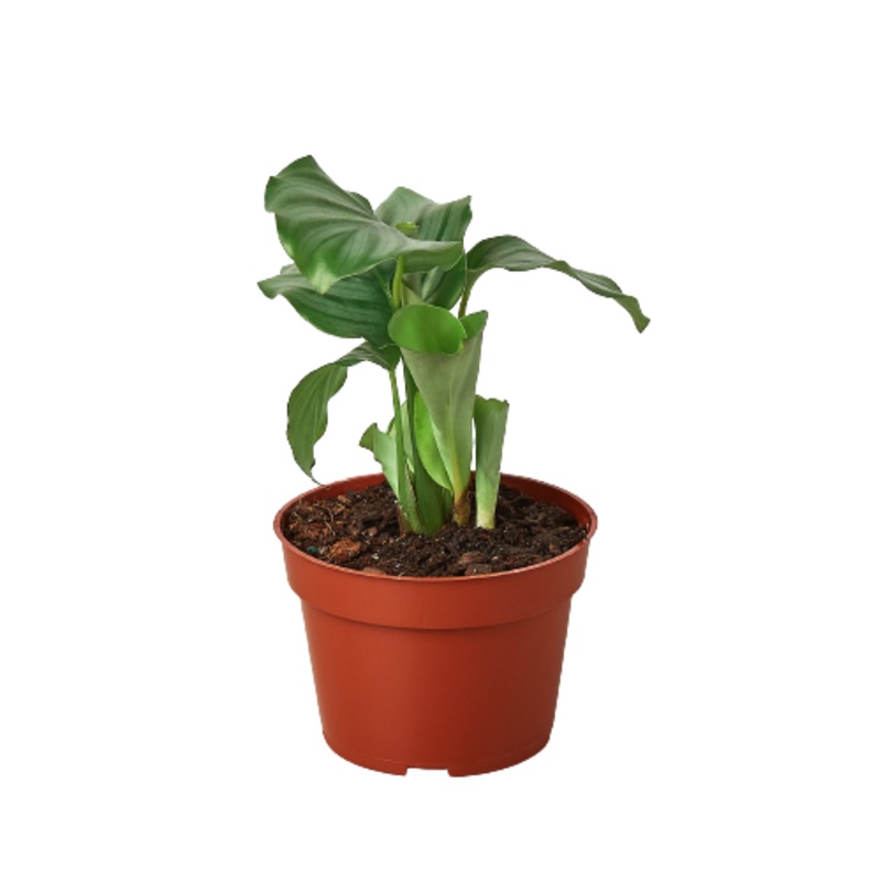 Calathea ‘Orbifolia’|4″ Pot|6″ Pot
