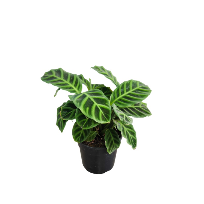Calathea Zebrina Plant 6Inches Zebra Plant Herbaceous Perennial Live plant Ht7