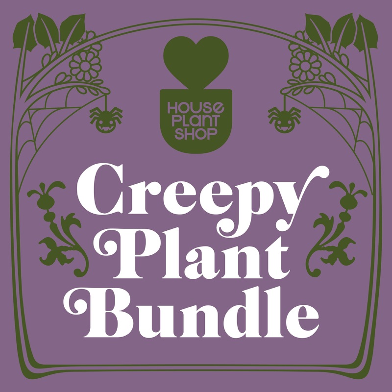 Creepy Plant Bundle|4″ Pots|6″ Pots
