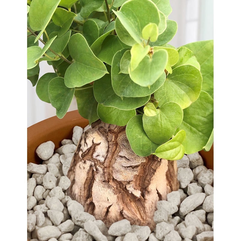 Elephants Foot (Dioscorea elephantipes)