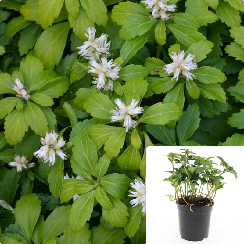 Pachysandra Terminalis 2 Gallon Japanese Pachysandra White Tiny Flower Ground Cover Live Plant Mht7