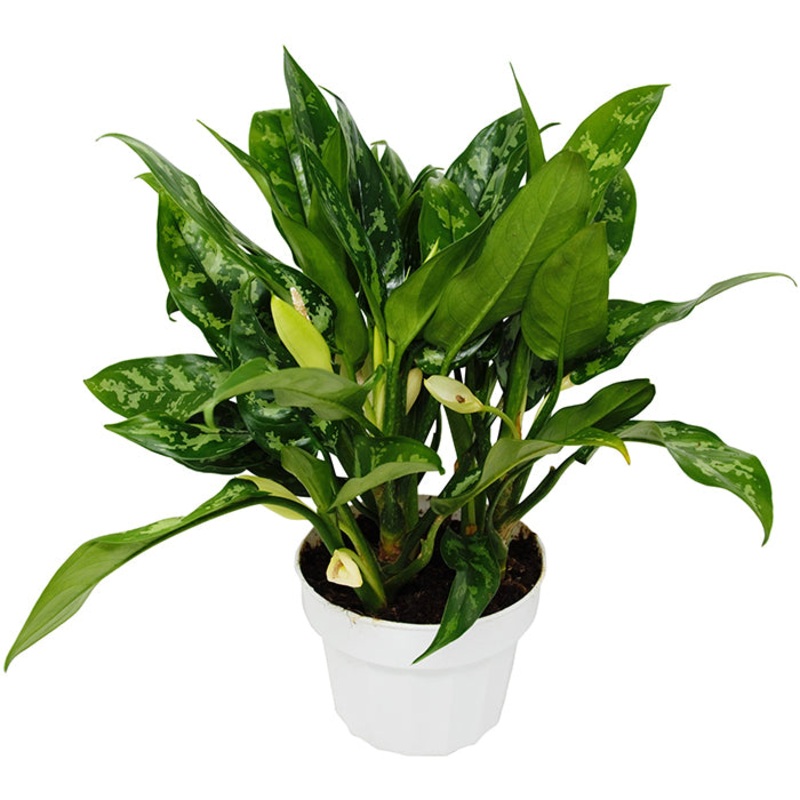 Chinese Evergreen ‘Maria’