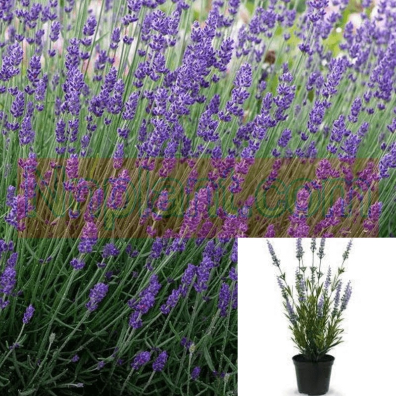Lavandula Vera Plant English Lavender 1 Gallon Evergreen Perennial Live Plant