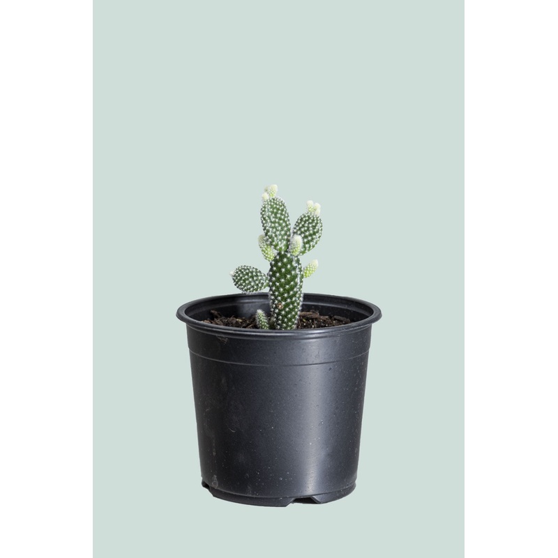 Bunny Ears Cactus – Opuntia microdasys – 1L / 14cm / Small