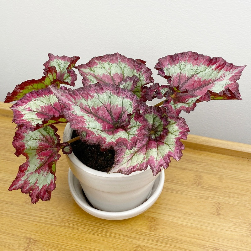 Begonia Red Escargot Fandango (Begonia rex hybrid)