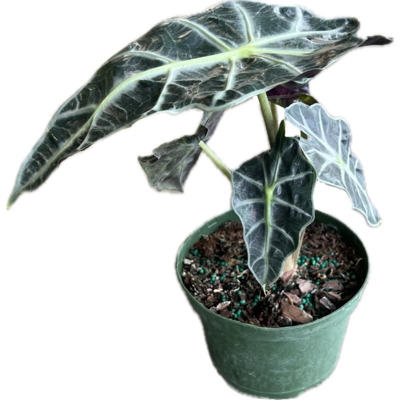 Alocasia ‘Polly’|4|6