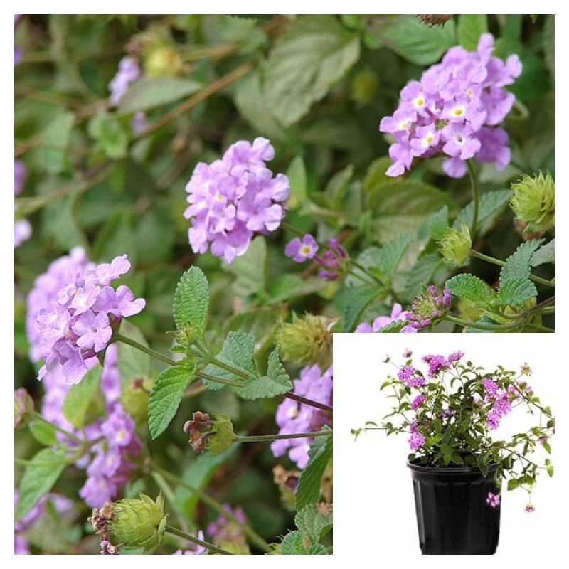 Lantana Montevidensis Lavender 4inches Plant Trailing Lantana Plant Polecat Geranium Live Plant Ht7