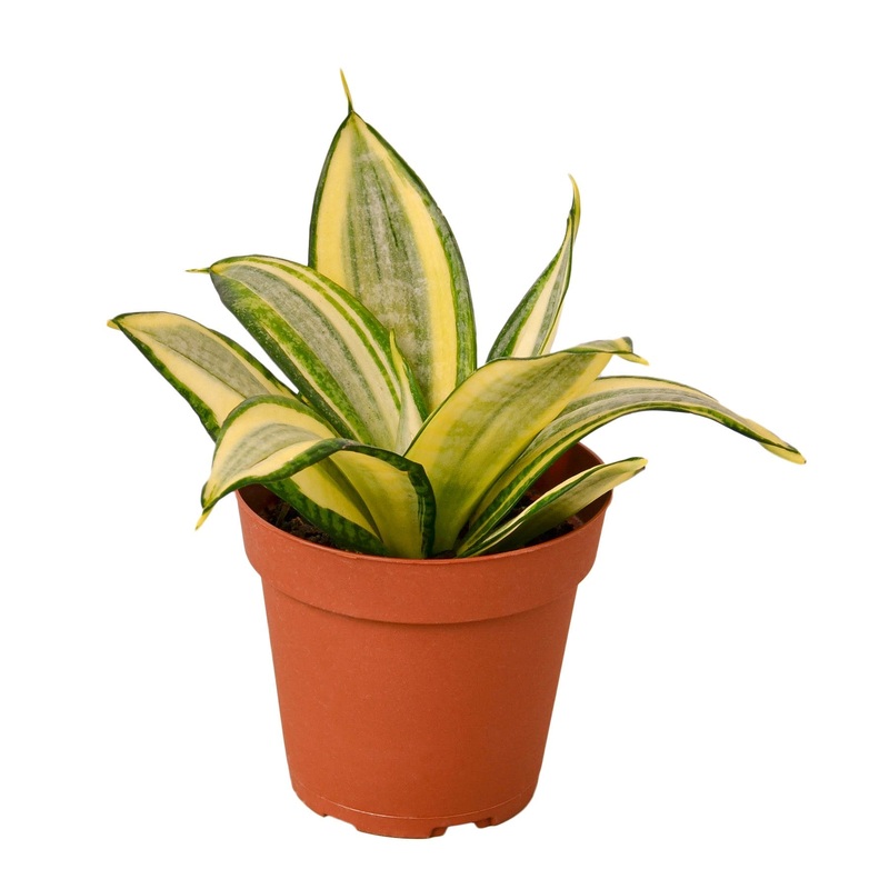 Snake Plant Gold Hahnii – 4 Pot – NURSERY POT ONLY