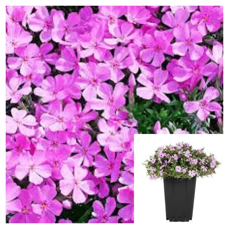 Phlox Subulata Pink 1 Quart Creeping Phlox Moss Pink Mountain Phlox Live Plant Mht7