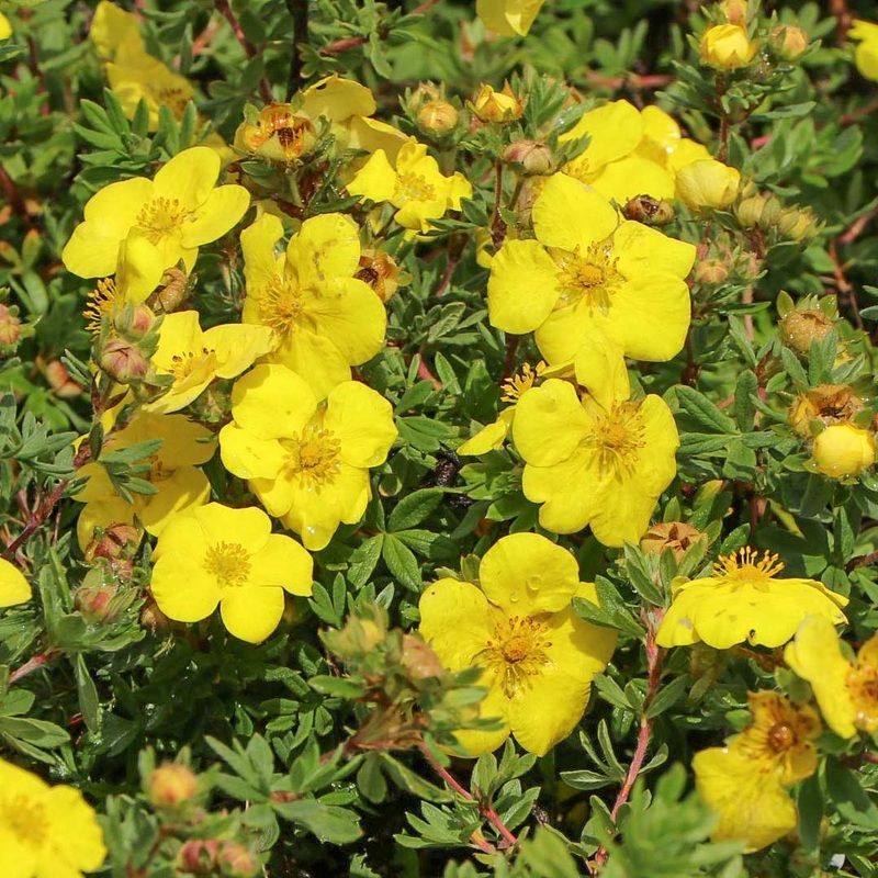 Potentilla fruticosa ‘Goldstar’