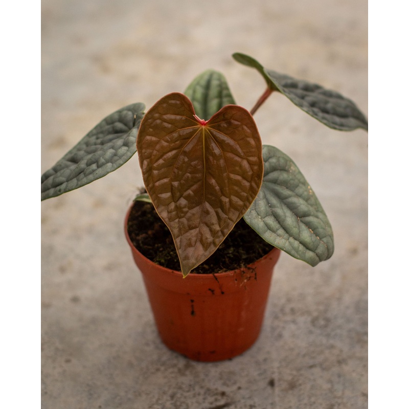 Anthurium luxurians|12 cm -medium